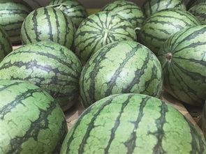 地瓜网吃瓜视频,揭秘娱乐圈幕后故事