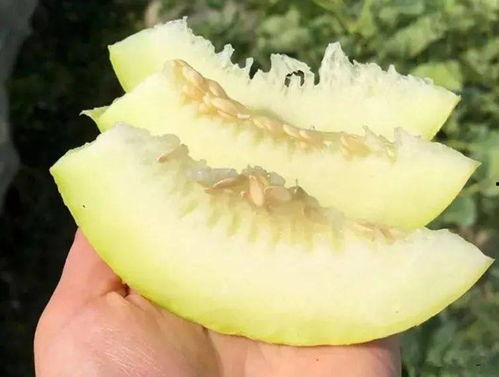 吃瓜材料怎么整理,从网络热议到现实影响