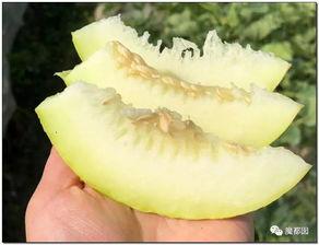 珍珠奶奶吃瓜,揭秘她吃瓜的奥秘与智慧