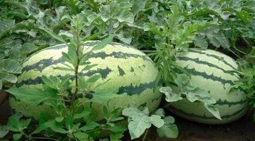 白天吃瓜,白天吃瓜，清凉一夏