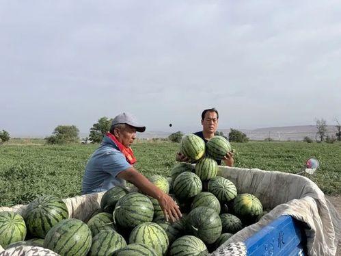 吃瓜信徒,网络时代的独特文化现象