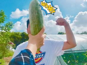 吃瓜最火,揭秘娱乐圈最新热点事件